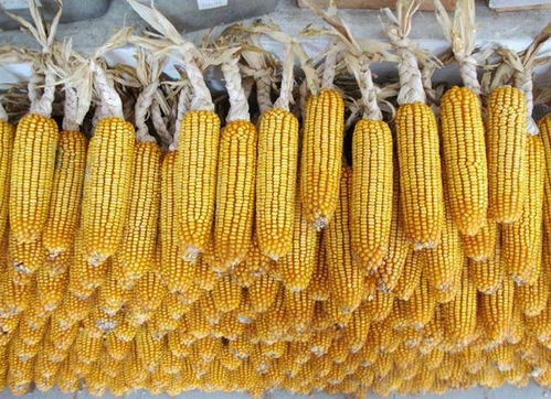 10月8日玉米收購價(jià)格 東北回調(diào)華北堅(jiān)挺，市場靜待11月“拐點(diǎn)”